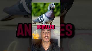 Peores Maneras En Que Los Animales Han Perdido La Vida 🥺 Parte 11 shorts [upl. by Ellennad984]