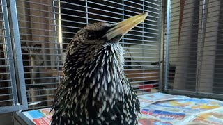 Jaunty little tune after a Beak Trim this morning ❤️ [upl. by Pokorny]