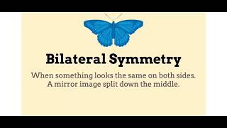 What is Bilateral Symmetry [upl. by Wershba]