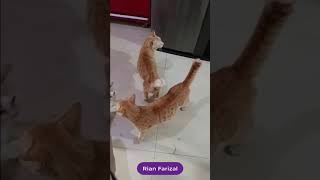 Kenangan Kucing Ku Olen Eca Eci dan Koko Makan Nasi Ikan Patin Part 1 By Rian Farizal [upl. by Ytrebil]