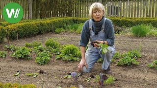 Garten im Mai  Anbautipps für den Gemüsegarten [upl. by Radnaskela]