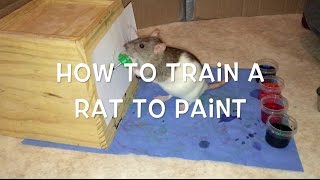 How to Train a Rat to Paint [upl. by Ambler847]