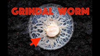 Grindal Worm Culture A Quick Guide [upl. by Alohcin10]