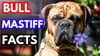 Bullmastiff  Top 10 Facts [upl. by Stevy]