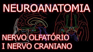 Aula Neuroanatomia  Nervo Olfatório I Nervo Craniano e o Sistema Olfativo  Neuroanatomia 61 [upl. by Nnalyrehc]