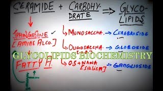 GLYCOLIPIDS  Biochemistry Concepts amp Brief Lipid Classification Cerebrosides Gangliosides etc [upl. by Nnairrek]