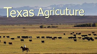 How Texas Farmers Use 127 Million Acres Of Farmland  American Farming Documentary [upl. by Anelra153]