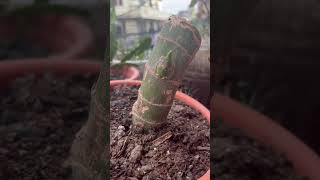 Dieffenbachia plant propagation from cutting🌱🌱dieffenbachiashortsyoutubeshorts [upl. by Nerehs]