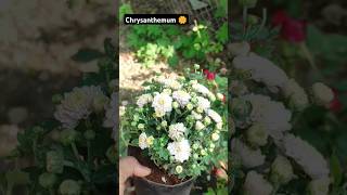 Chrysanthemum 🌼 gardengingtips flowertypes trendingnow viralvideo Madgardeningvlogs [upl. by Alben]