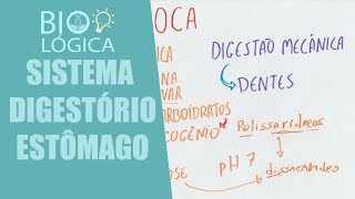 BIO LÓGICA SISTEMA DIGESTÓRIO  ESTÔMAGO PEPSINA E ACIDO CLORÍDRICO [upl. by Philis674]