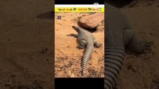 Daravani giant lizard🦎😱 facts [upl. by Alvan]