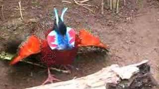 frontal courtship of a tragopan satyra [upl. by Kcim]