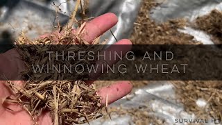 Hand Threshing and Winnowing Garden Wheat [upl. by Nordin503]