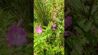 Flowers of our south Norfolk fields  Great Willowherb [upl. by Dachi]