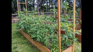 CHEAP and EASY tomato trellis tutorial  Maximize your garden space Grow vertically [upl. by Calen]