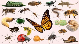 Names of Insects insects name insects for kids insect names in English [upl. by Ardnuahs]