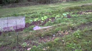 Building a fence for Sugar Snap Peas  Chicken Coop Wire  Trellis Ideas [upl. by Enirbas]