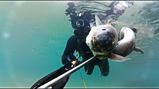 ÇANAKKALE DALIŞ  Zıpkınla balık avı  spearfishing  Mığrı balığı temizleme Ahtapot dövmeAlt yazı [upl. by Majka]