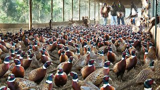 How to Pheasant Farm Produces Million Birds For Game ️ Modern Pheasant Hatchery Technology [upl. by Onafets]