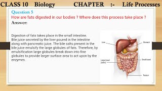 Q 5 How are fats digested in our bodies  Where does this process take place [upl. by Noinatrad]