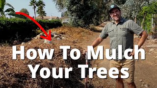 How to CORRECTLY Mulch Your Fruit Trees and Plants  Examples of Applying Wood Chip Mulch [upl. by Atikaj683]