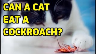 Is It Safe For Cats To Eat Cockroaches [upl. by Daloris]