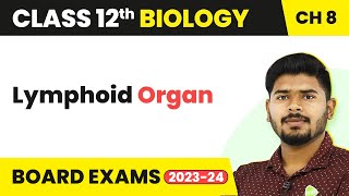 Lymphoid Organ  Human Health and Disease  Class 12 Biology 202223 [upl. by Alleuqram]