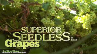 Behind the Greens SUPERIOR SEEDLESS brand grapes [upl. by Marva]