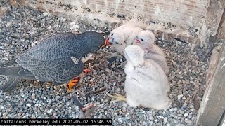 Cal Falcons Nest Cam UC Berkeley [upl. by Yelehsa]