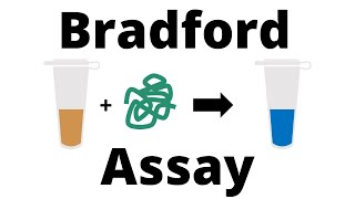 How to determine the Protein Concentration with the Bradford Assay [upl. by Karlie934]