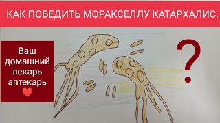 МОРАКСЕЛЛА КАТАРХАЛИС НЕПОБЕДИМА [upl. by Nonaihr]