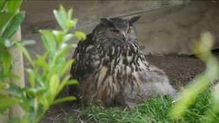 Oehoe met kuiken  eagle owl with chick [upl. by Marigolde]