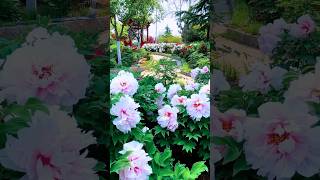 Peony flower garden  beautiful flower paradise [upl. by Drofdarb912]