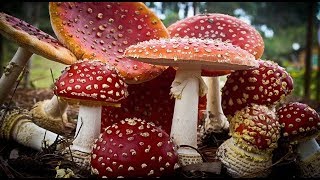 Introduction to Fungi [upl. by Yasdnil831]