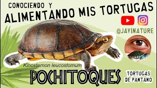 CONOCIENDO Y ALIMENTANDO MIS TORTUGAS KINOSTERNON  Kinosternon leucostomum  White lipped turtle [upl. by Faun107]