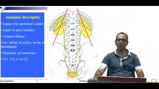 Anatomie topographique et chirurgicale des Reins [upl. by Aloibaf]