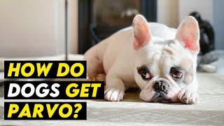 HOW DO DOGS GET PARVO Symptoms Prevention Treatment [upl. by Zaragoza540]