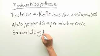 PROTEINBIOSYNTHESE  VON DER DNA ZUM PROTEIN  Biologie  Genetik und Entwicklungsbiologie [upl. by Zacharias]