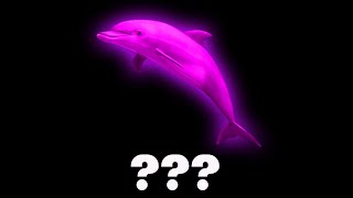 22 Dolphin Sound Variations in 30 Seconds [upl. by Lien]