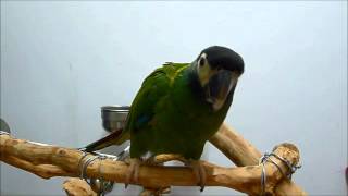 黃領金剛 鸚鵡 學語 你好 yellowcollared macaw parrot talk hello [upl. by Menendez]