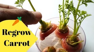 How to grow CarrotRegrow carrot by cutting [upl. by Keyek]