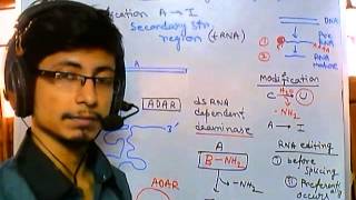 RNA editing adenosine to inosine [upl. by Aiahc]