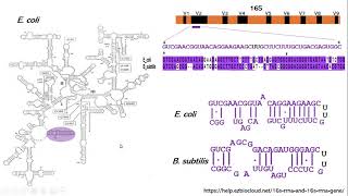 El gen del rRNA 16S como código de barras genético de bacterias [upl. by Alletnahs]