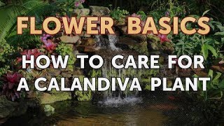 How to Care for a Calandiva Plant [upl. by Nayrbo]