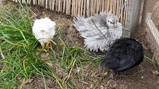 Update der Zwerghuhn Küken wie Seidenhuhn Amrock Strupphuhn Welsumer Sundheimer [upl. by Antonin117]