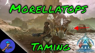 Taming a Morellatops in Scorched Earth on ARK Survival Ascended [upl. by Thorma471]