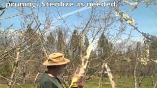 How to grow Cherry Plant at home  The Easiest Way to Grow Cherry from Seeds [upl. by Domingo]