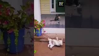 quotBest Funny Cats Dogs Compilation  Animal Momentsquotshorts [upl. by Aihsram]