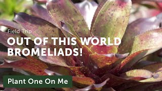 Bromeliad amp Tillandsia Tour at Nong Nooch Tropical Garden Thailand — Plant One On Me — Ep 145 [upl. by Yrffej]