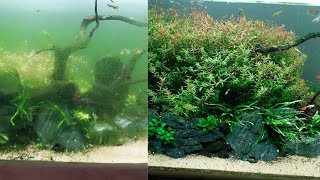 How to KILL GREEN DUST ALGAE PART 2 [upl. by Etterraj]